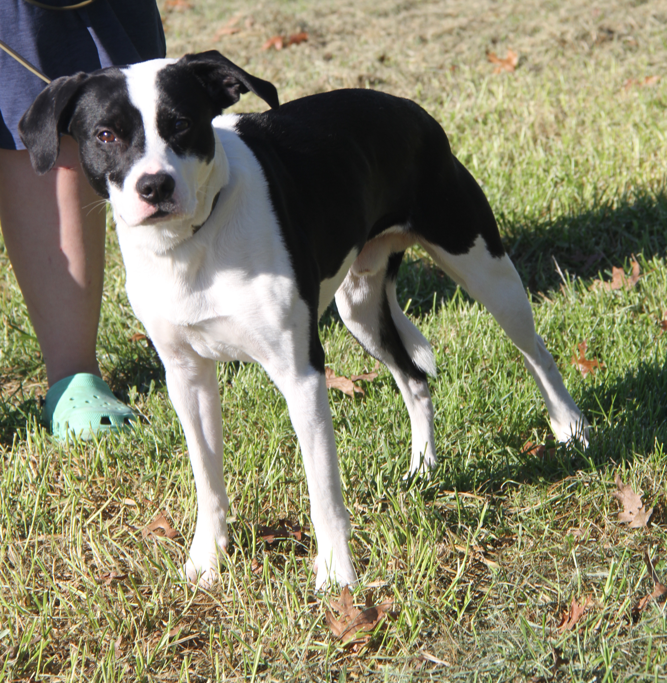 Enlarge Freddie (Neutered) (Photos 10/4/2024), an adoptable mixed breed in Marietta, OH image 3/6