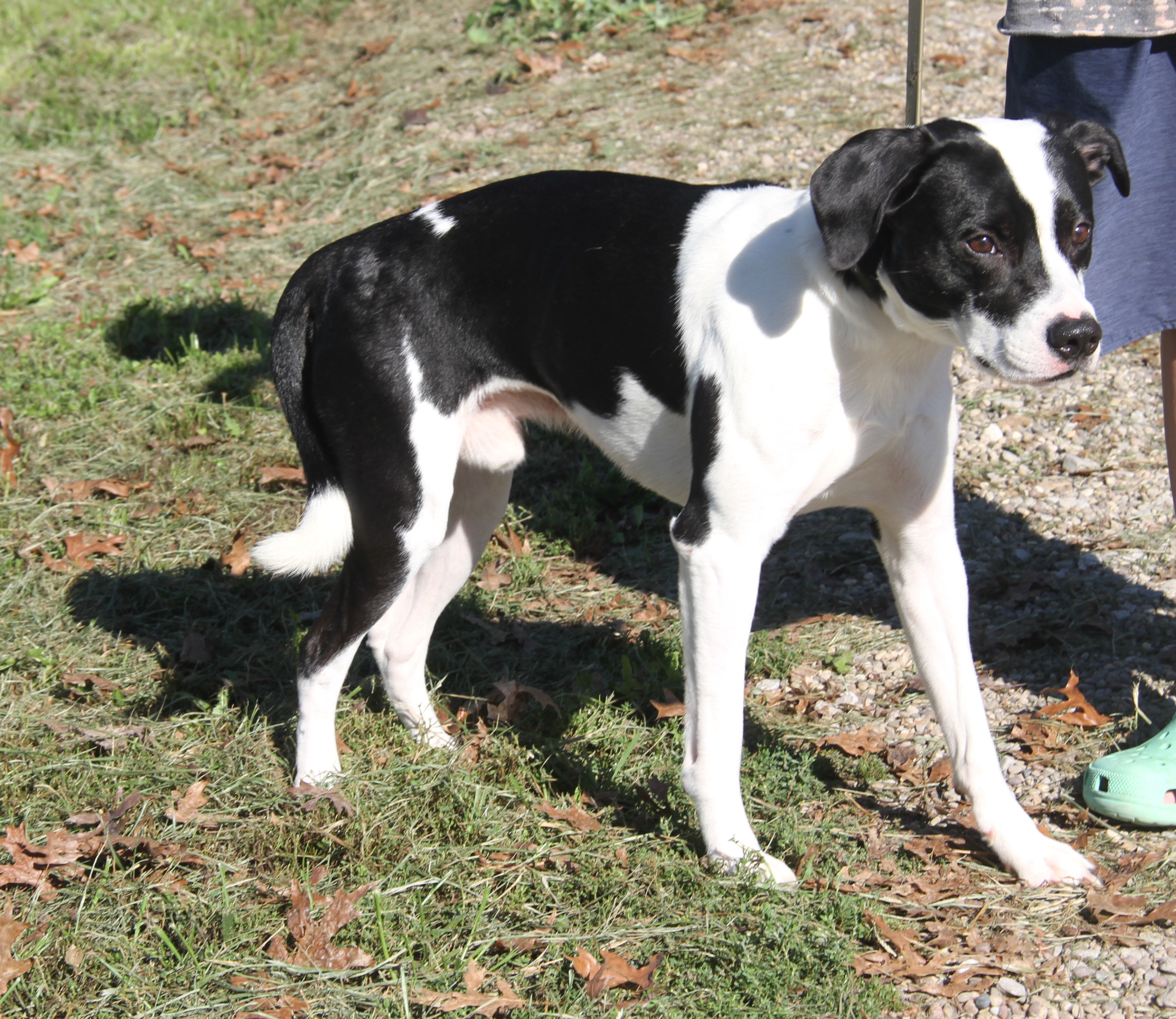 Enlarge Freddie (Neutered) (Photos 10/4/2024), an adoptable mixed breed in Marietta, OH image 6/6
