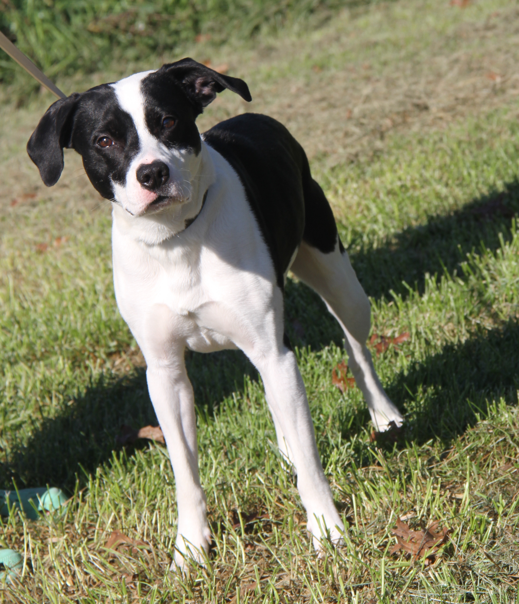 Enlarge Freddie (Neutered) (Photos 10/4/2024), an adoptable mixed breed in Marietta, OH image 2/6