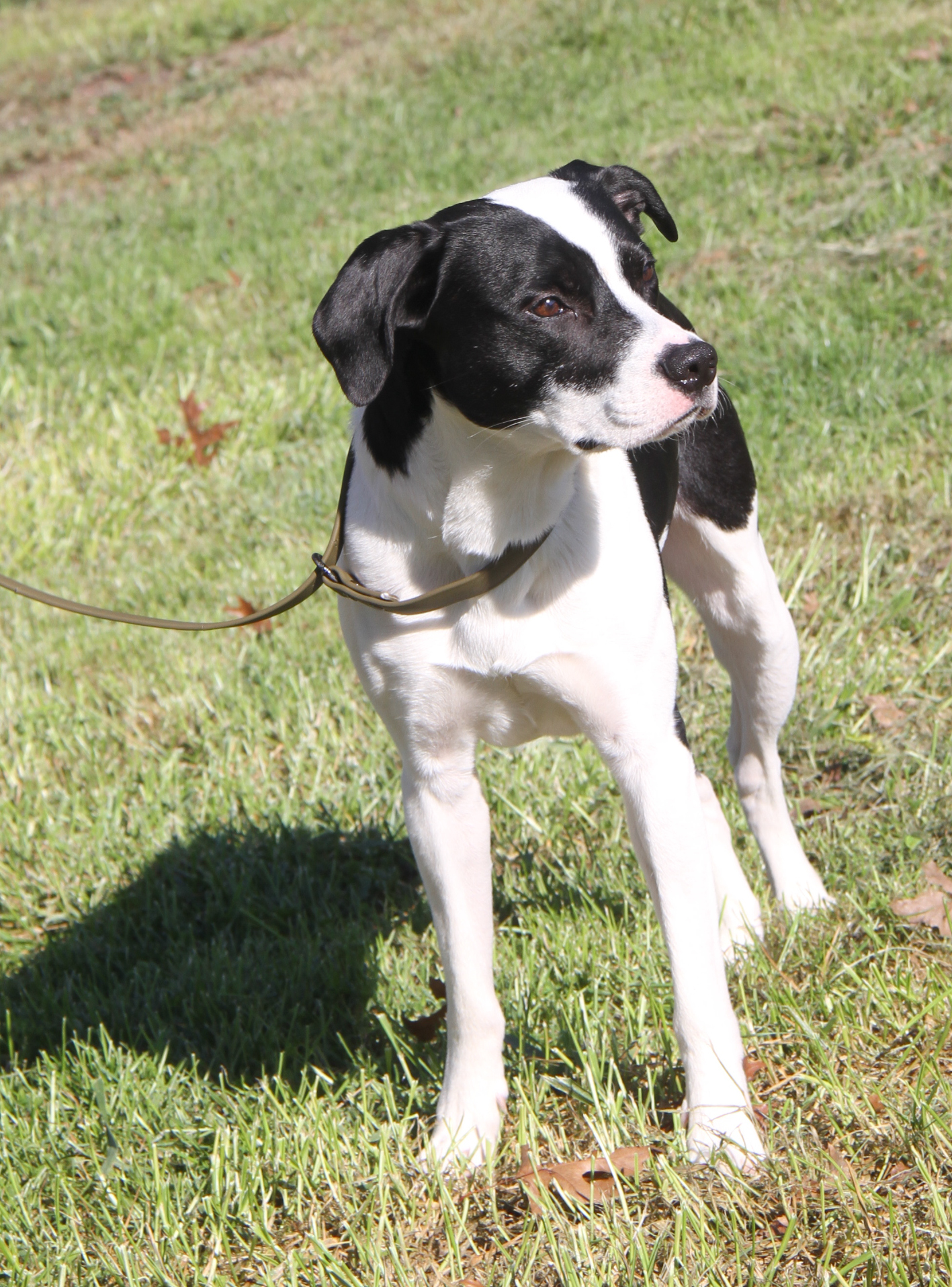 Enlarge Freddie (Neutered) (Photos 10/4/2024), an adoptable mixed breed in Marietta, OH image 5/6