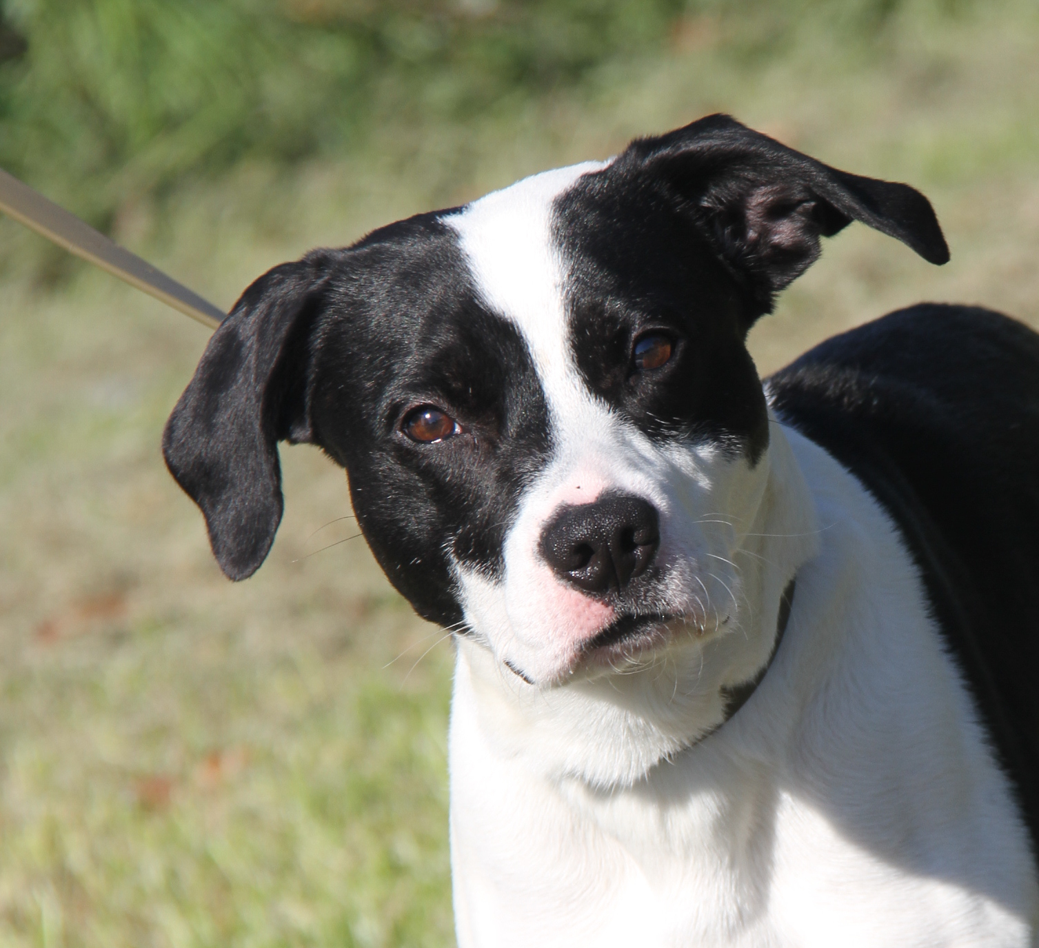 Enlarge Freddie (Neutered) (Photos 10/4/2024), an adoptable mixed breed in Marietta, OH image 4/6