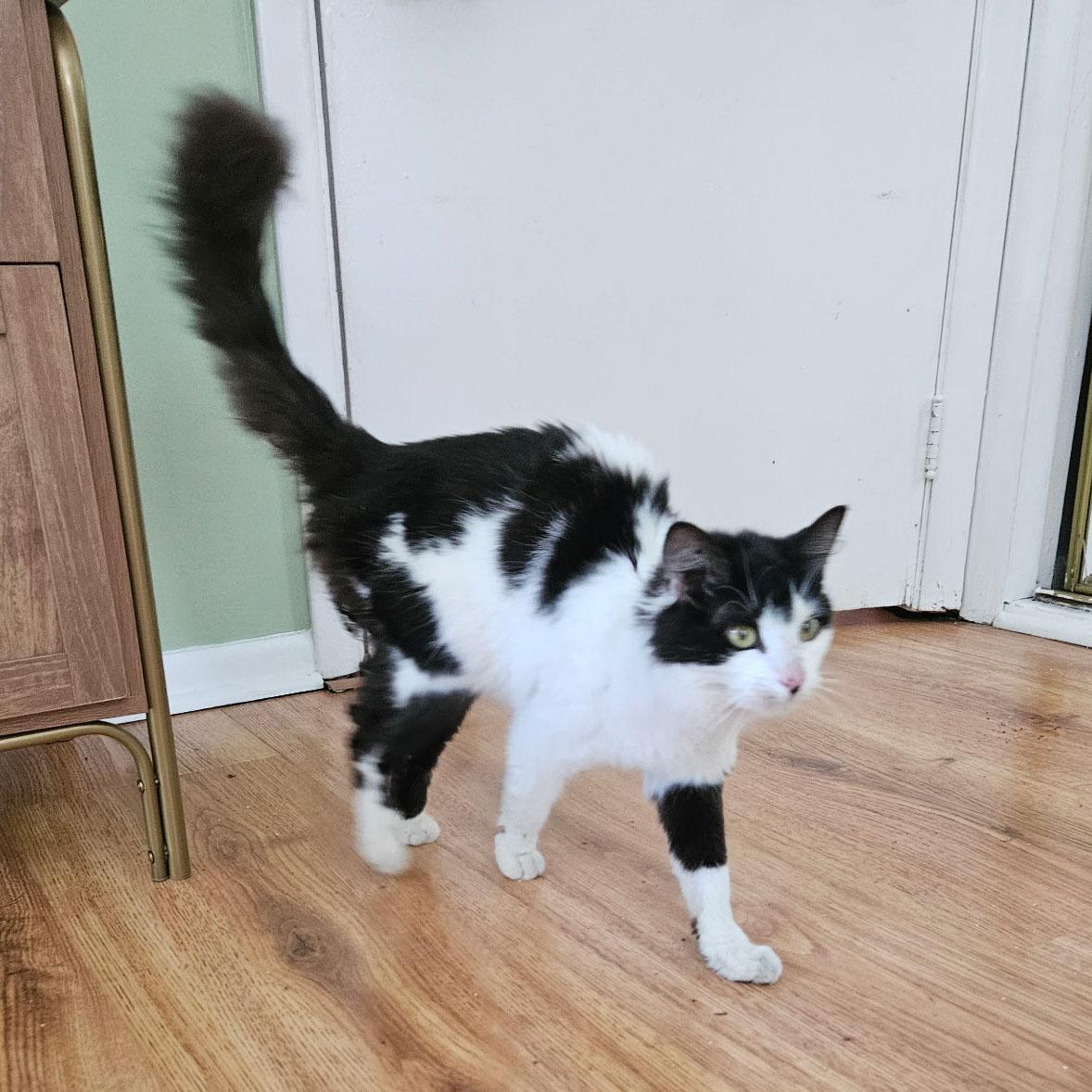 Winston - adoption pending, adopted, Young Male Tuxedo & Domestic Medium Hair.