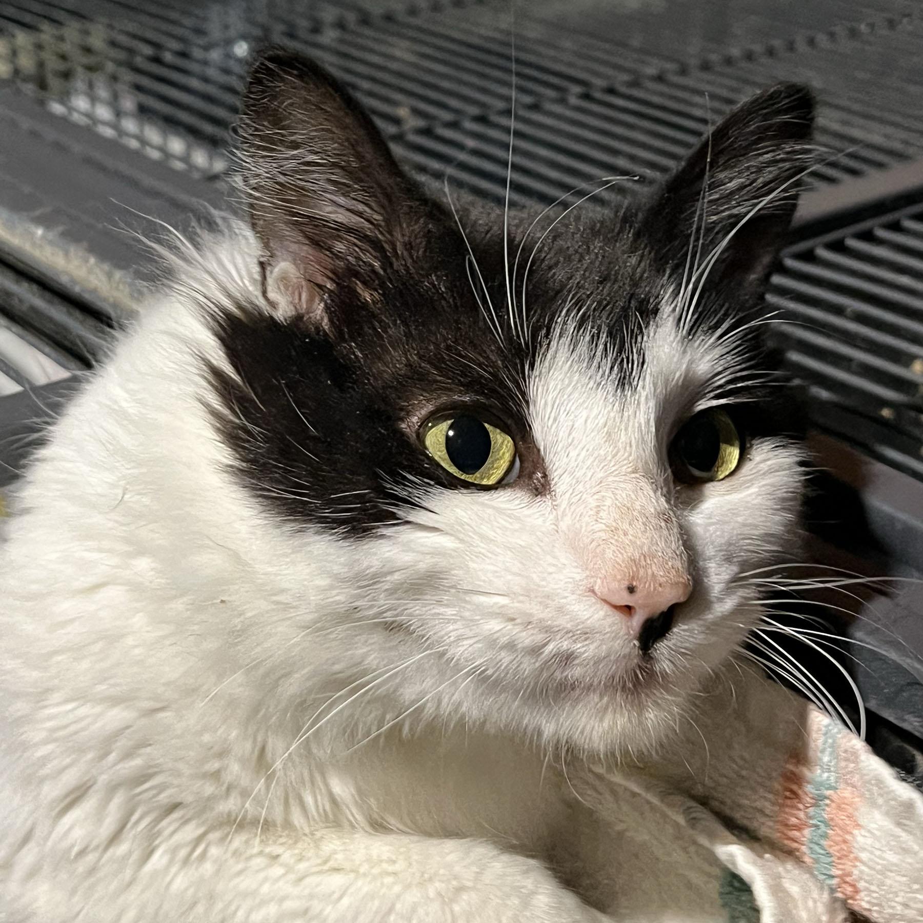 Enlarge Winston - adoption pending, an adopted mixed breed in Harrisburg, PA image 3/5