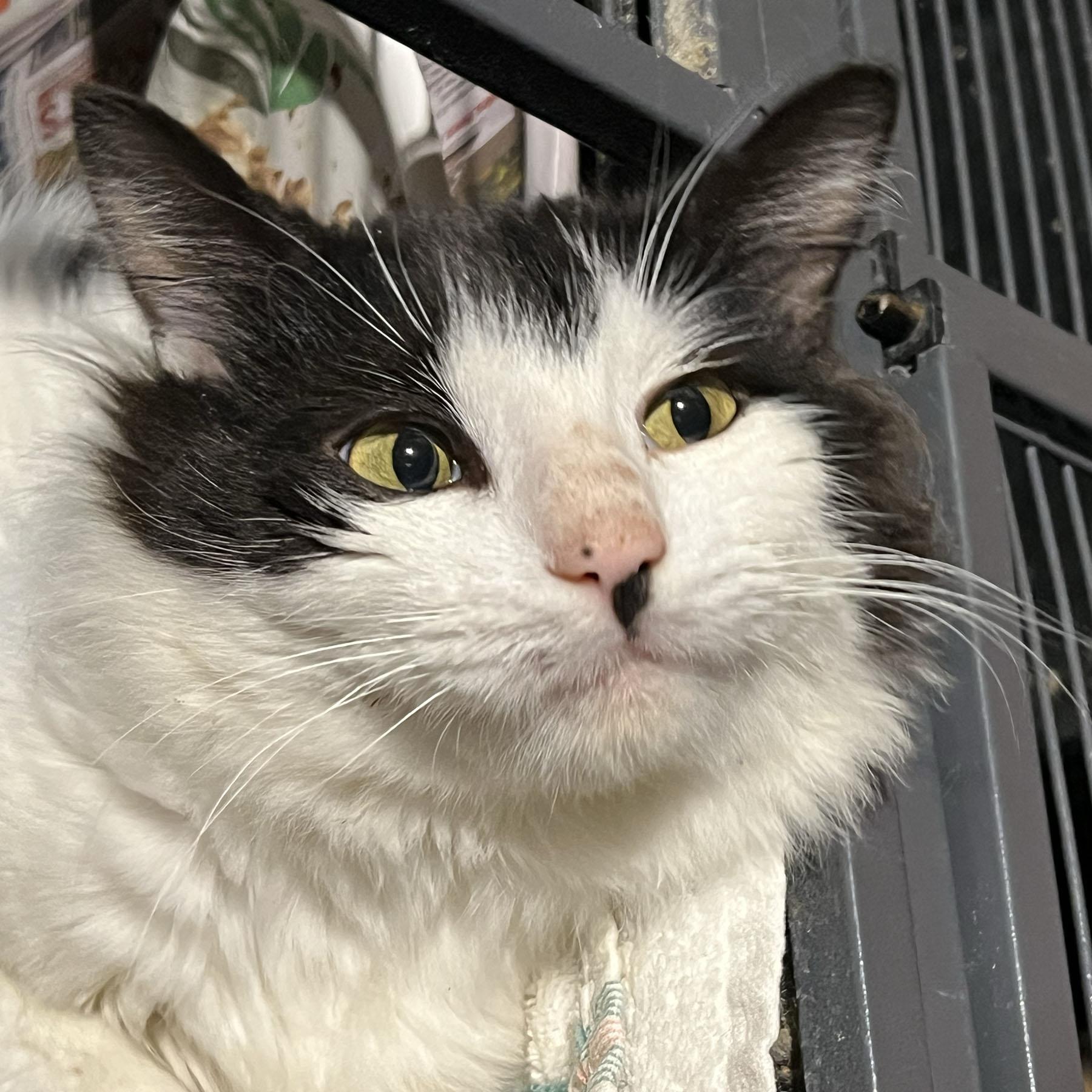 Enlarge Winston - adoption pending, an adopted mixed breed in Harrisburg, PA image 4/5