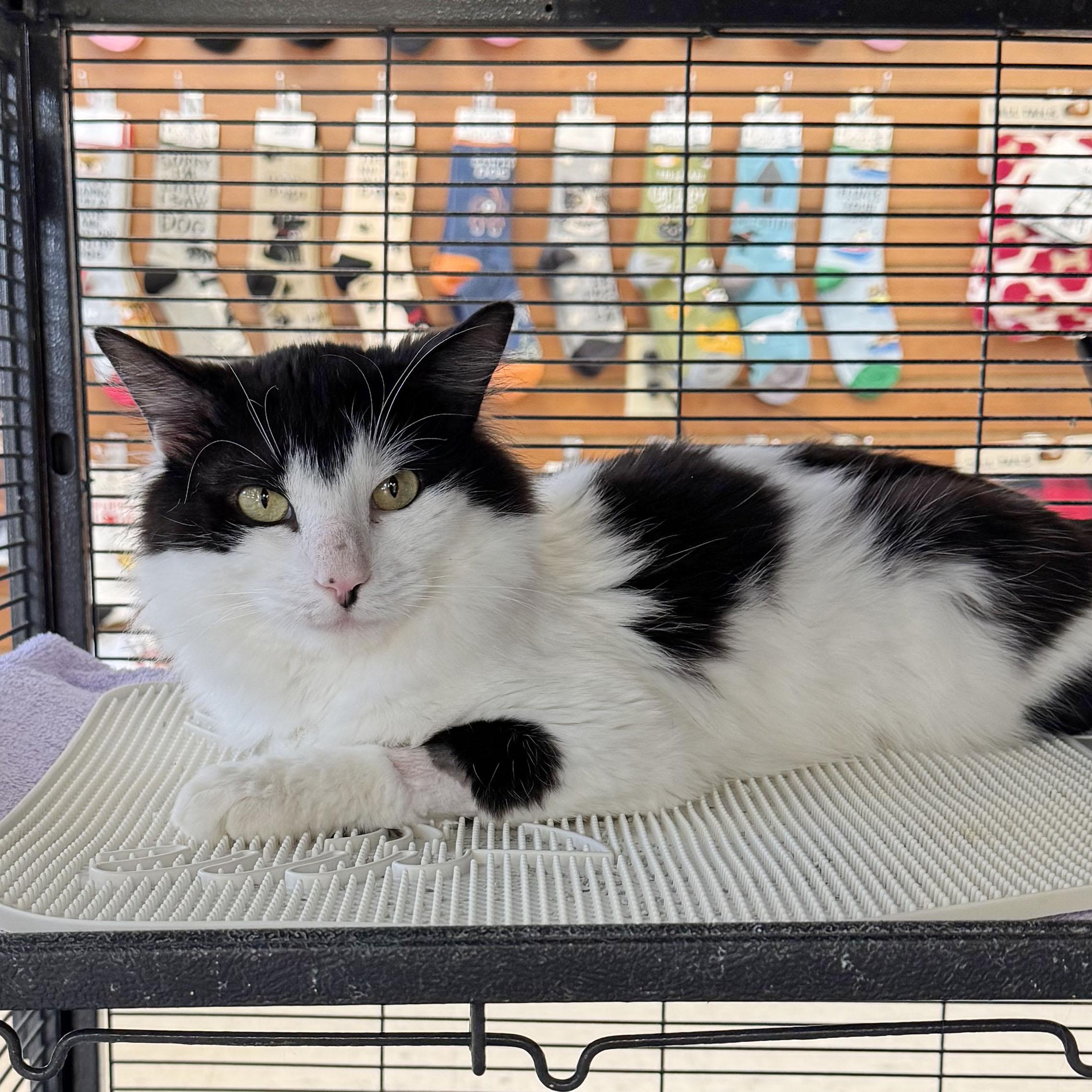 Enlarge Winston - adoption pending, an adopted mixed breed in Harrisburg, PA image 5/5