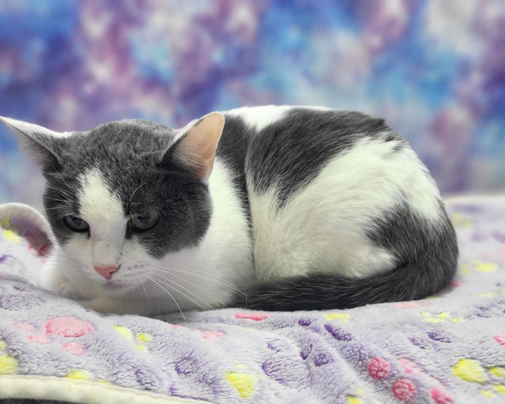 Mellie Bellie, a Adoptable mixed breed in Washington Court House, OH image 2/2