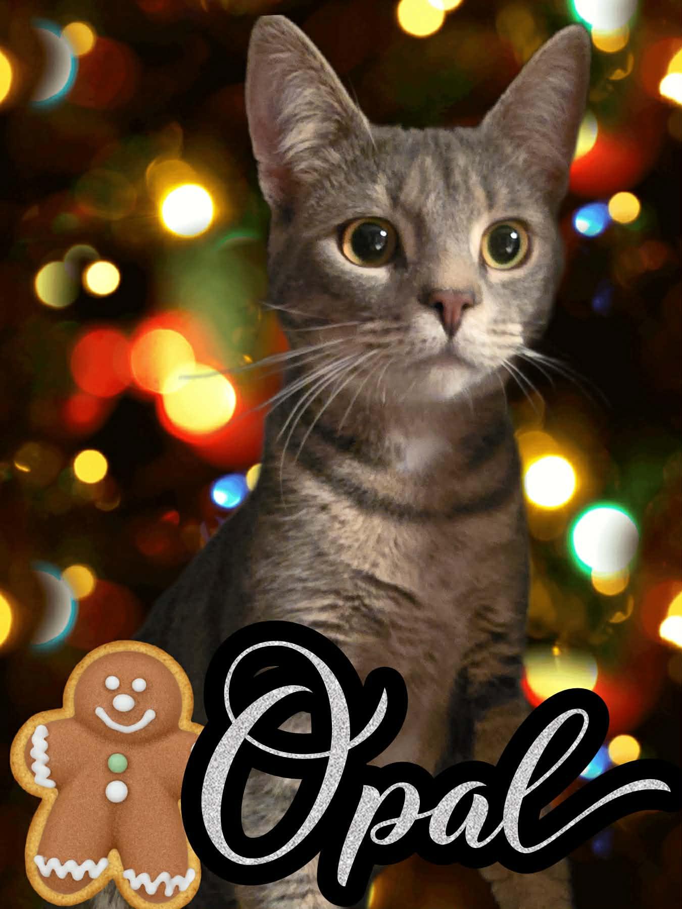 Opal, Adoptable, Young Female Domestic Short Hair.