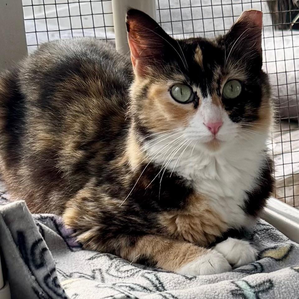 Periwinkle — thumbnail 2