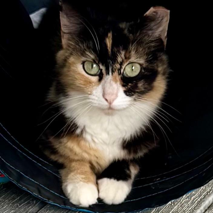 Periwinkle — thumbnail 3