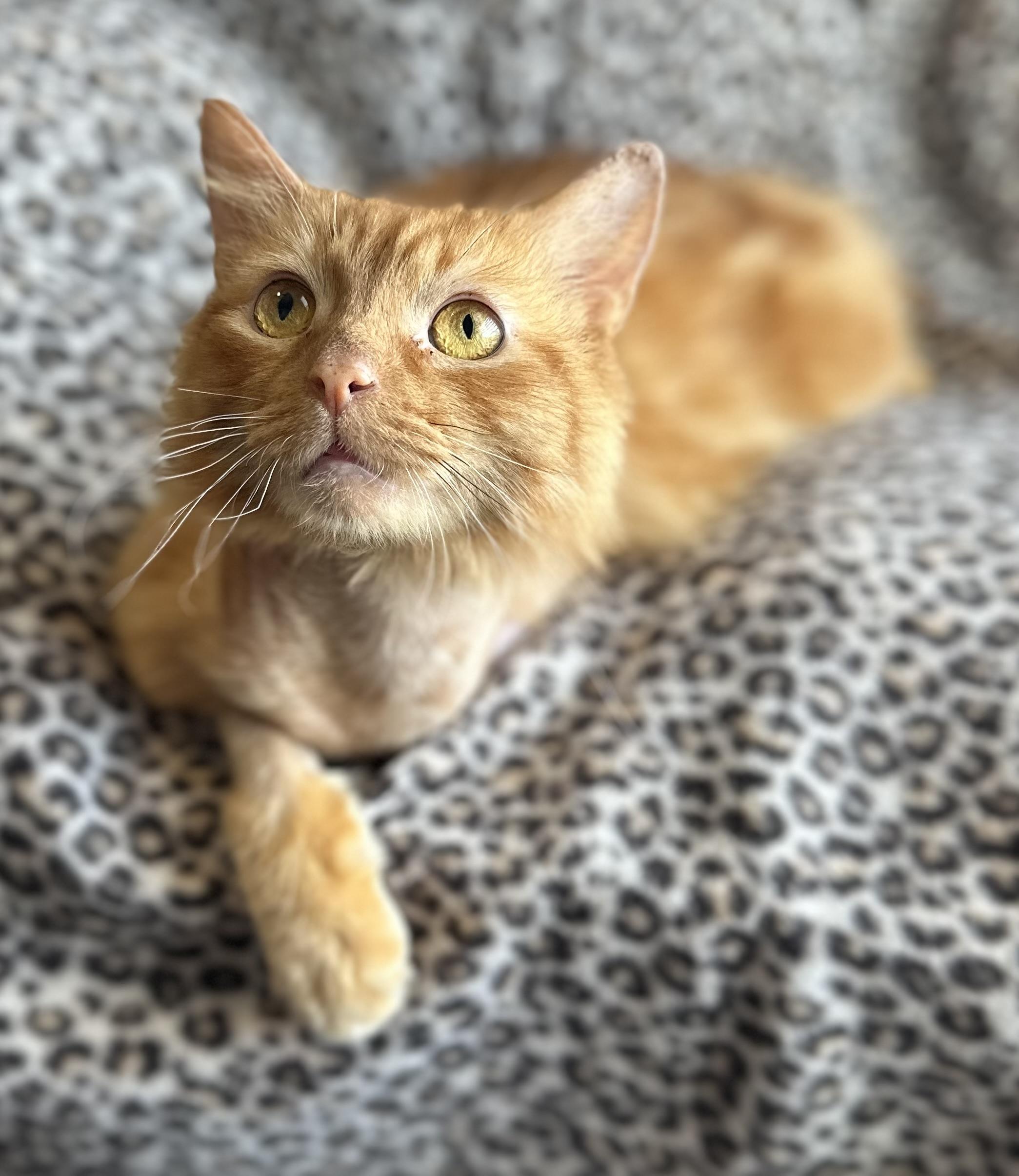 Beans, the tripod cat Domestic Medium Hair Cat