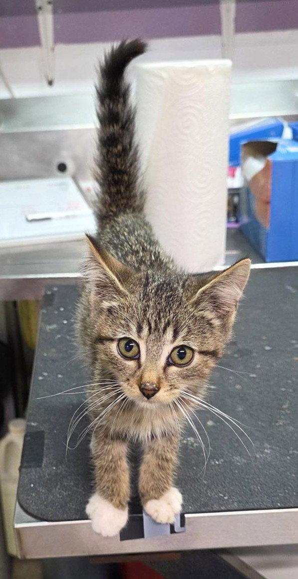 Dottie, Adoptable, Young Female Domestic Short Hair.