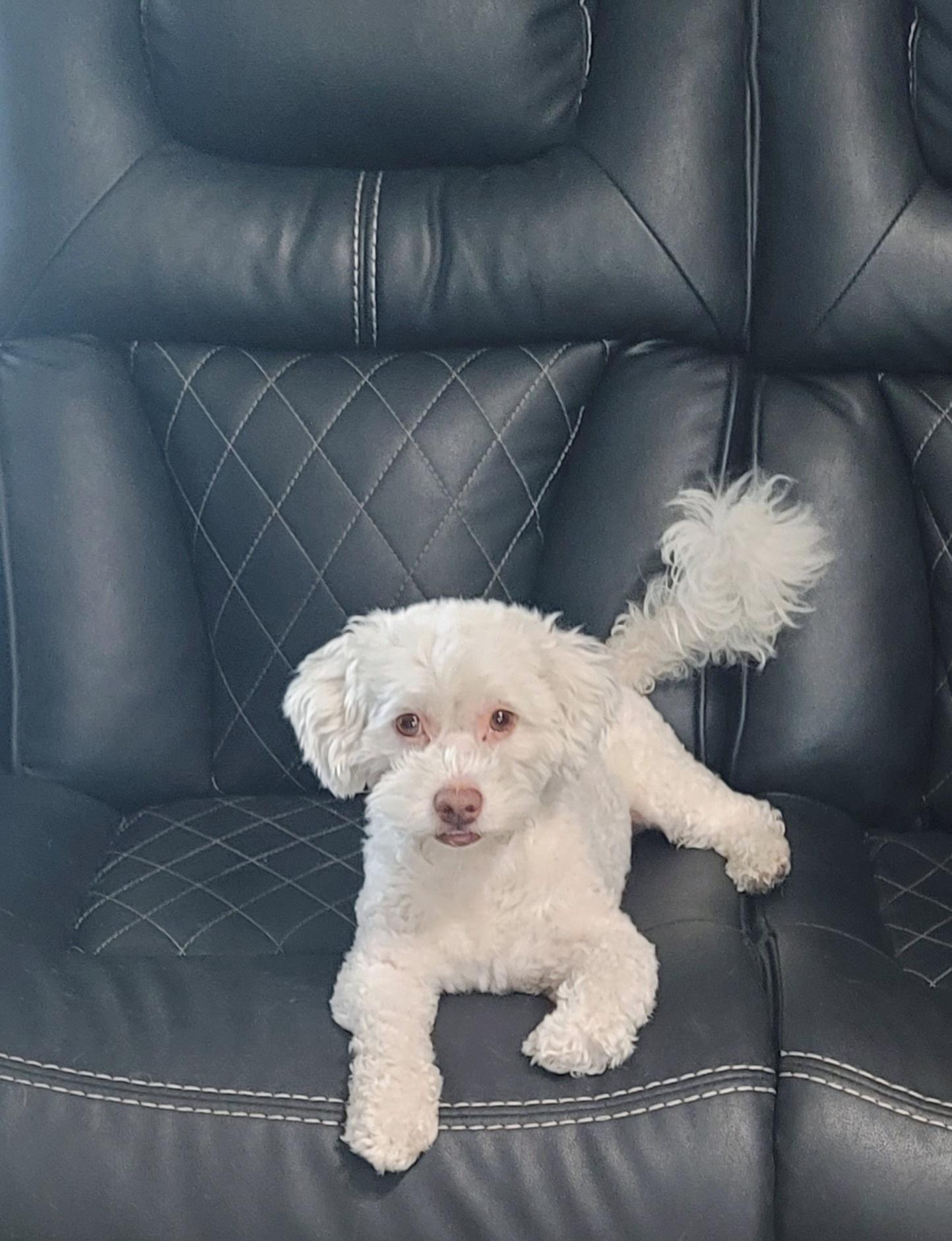 Ollie (I love playing fetch!)