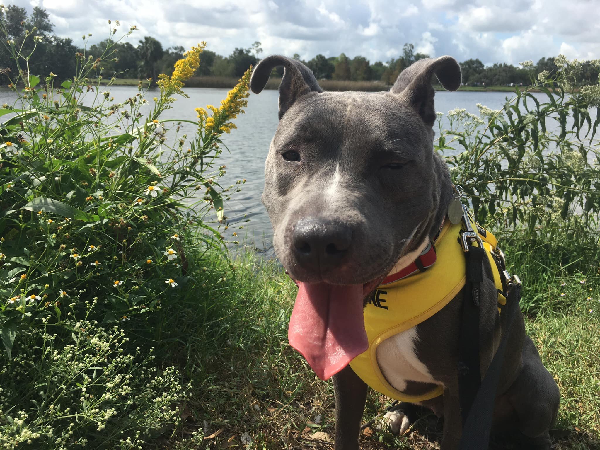 Sadie, an adoptable American Staffordshire Terrier in New Orleans, LA, 70119 | Photo Image 3
