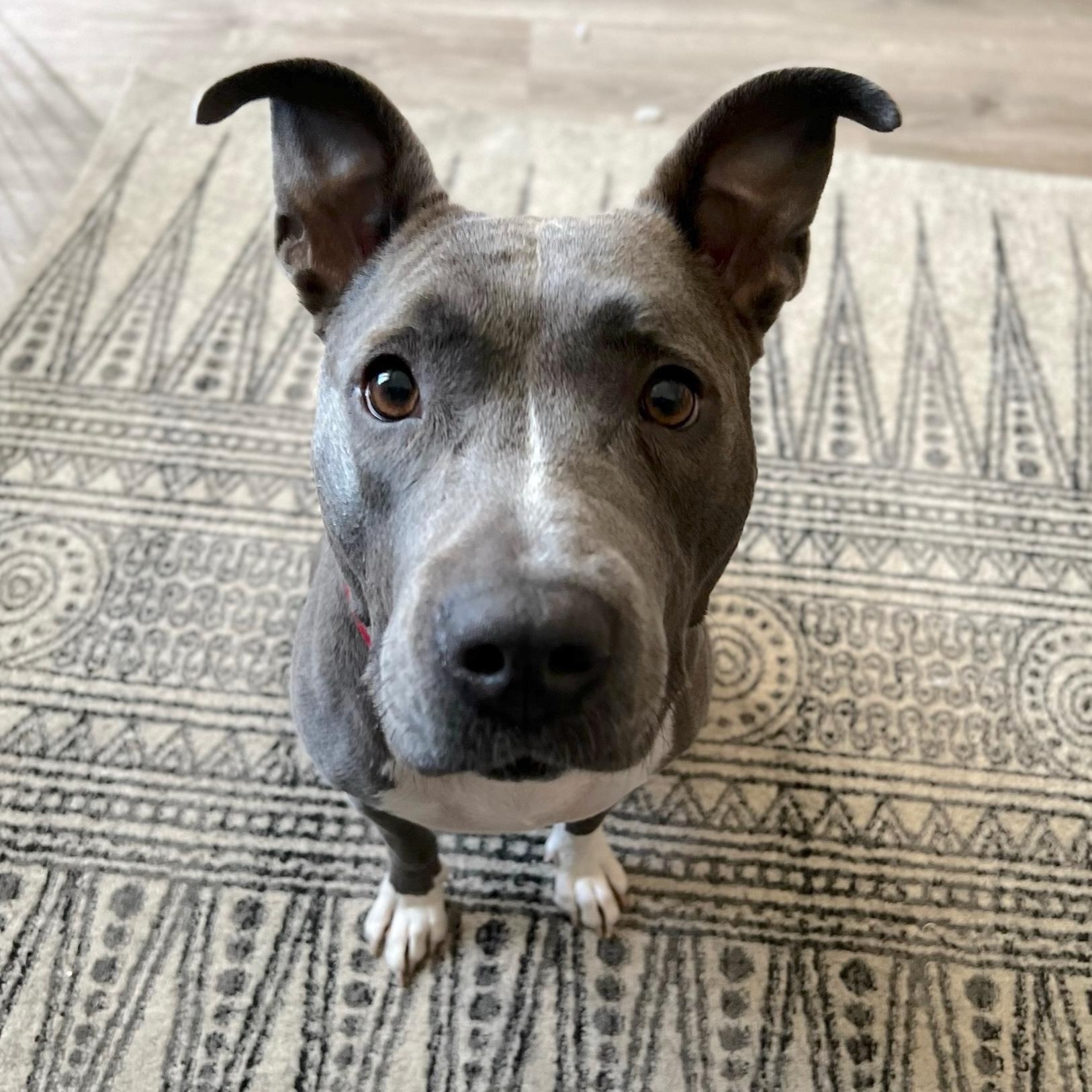 Enlarge Sadie, a Adoptable American Staffordshire Terrier in New Orleans, LA image 1/4