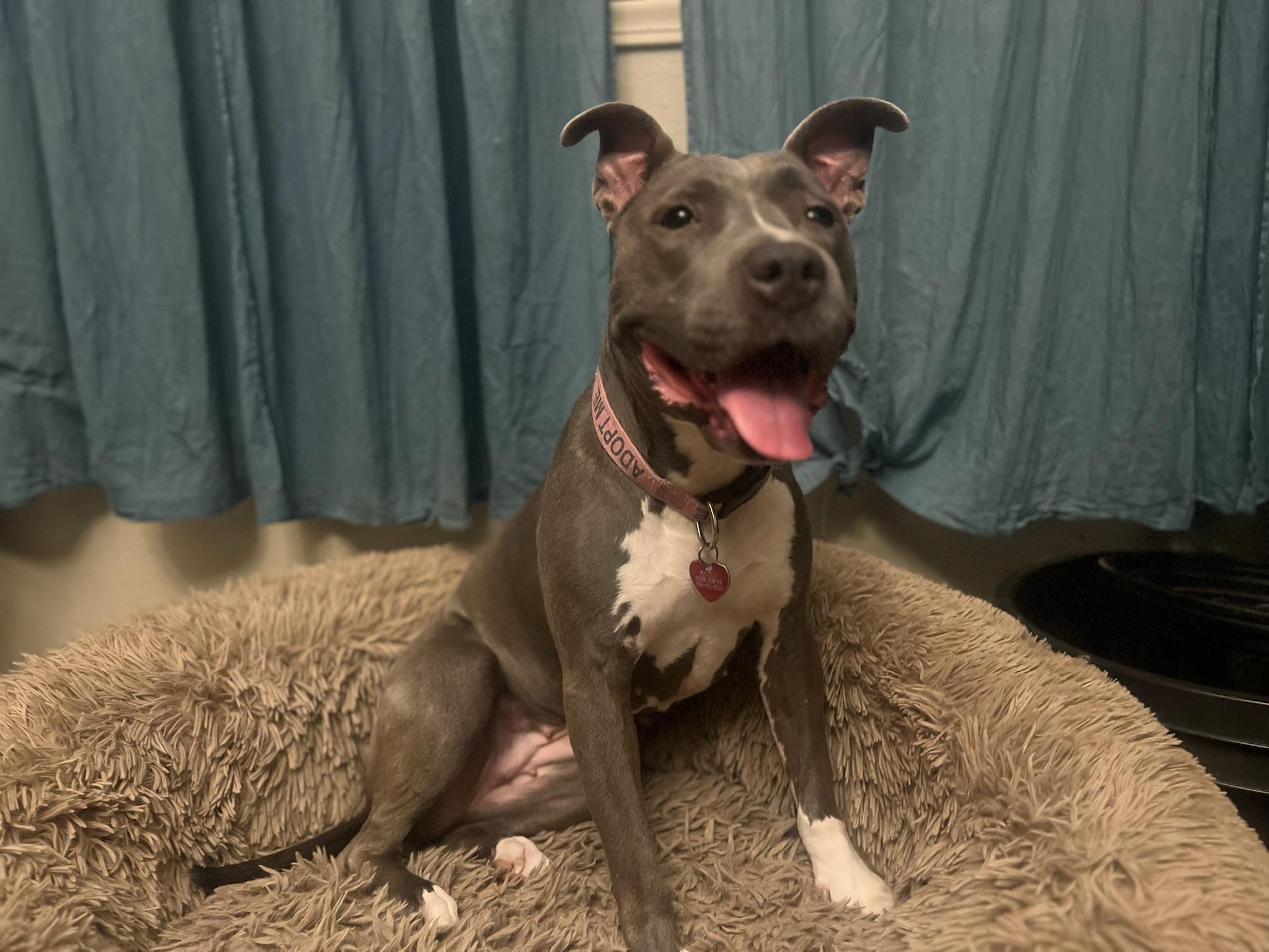 Sadie, an adoptable Mixed Breed in New Orleans, LA, 70119 | Photo Image 4