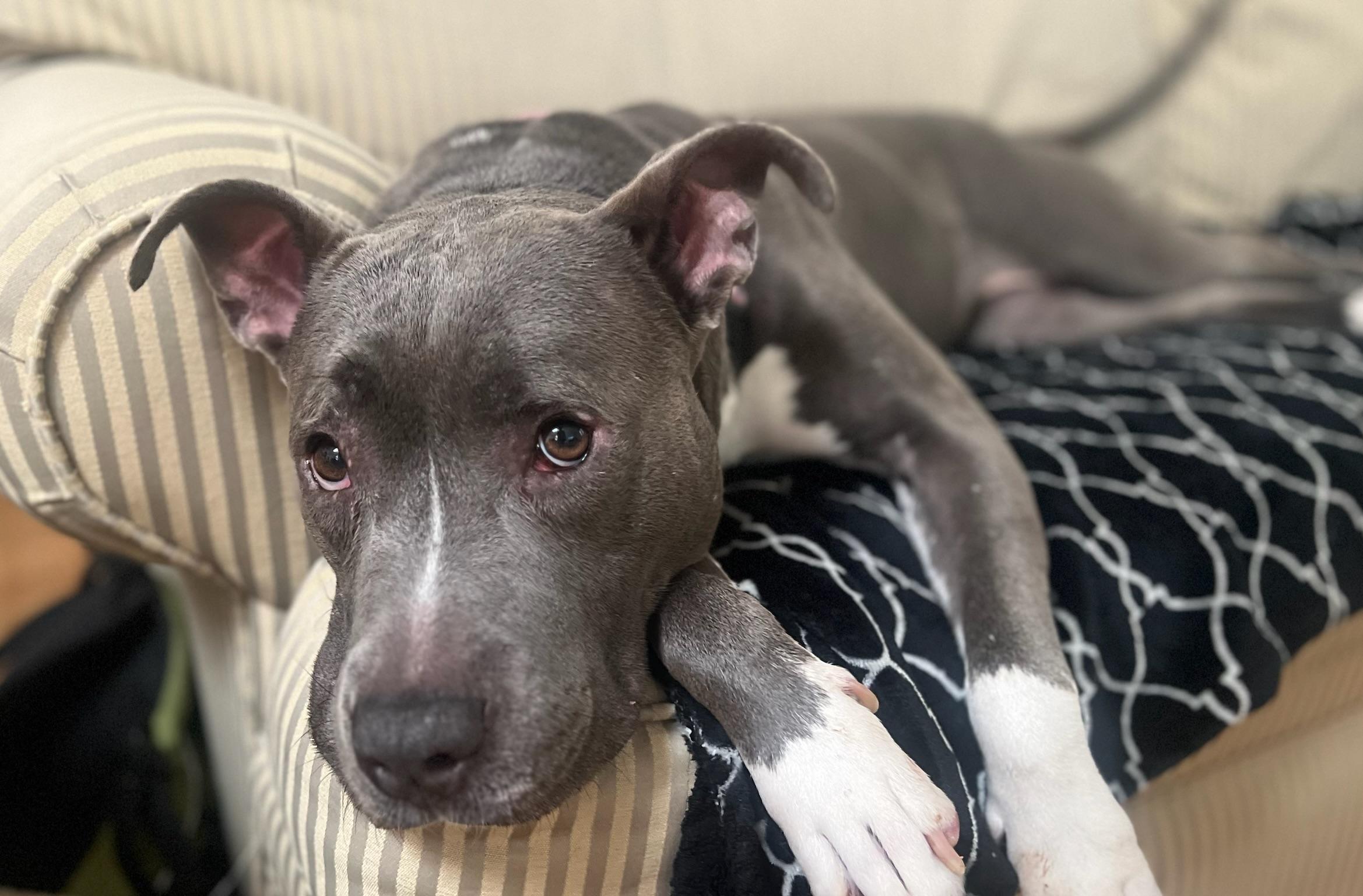 Sadie, an adoptable Mixed Breed in New Orleans, LA, 70119 | Photo Image 3