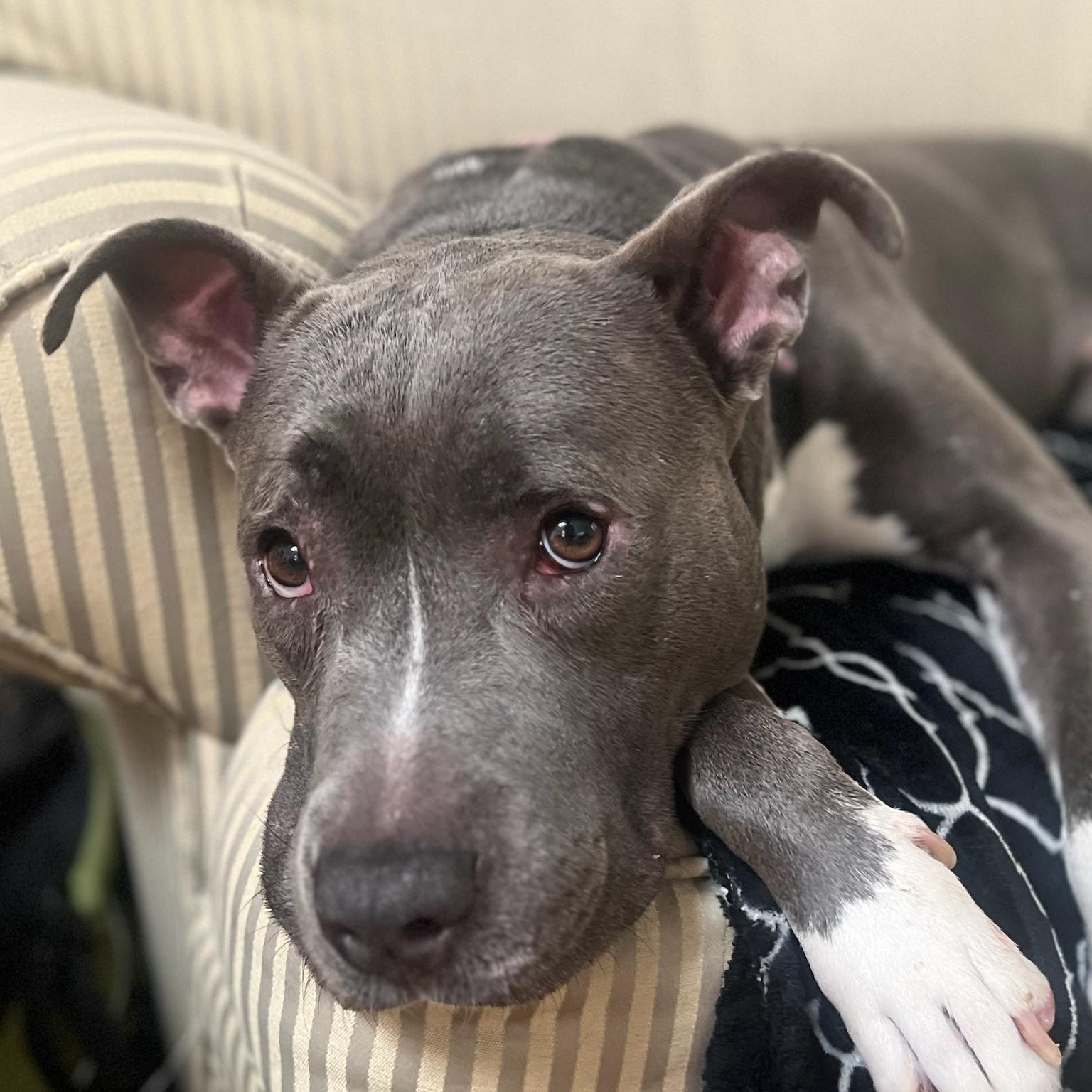 Sadie, a Adoptable mixed breed in New Orleans, LA image 3/3