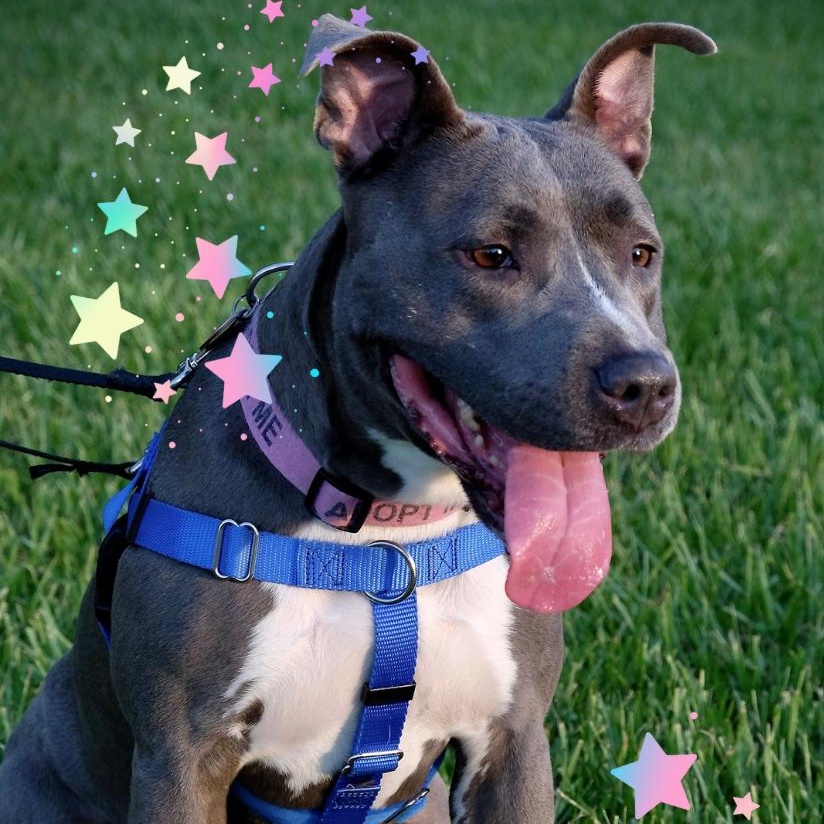 Sadie, Adoptable, Young Female Mixed Breed.