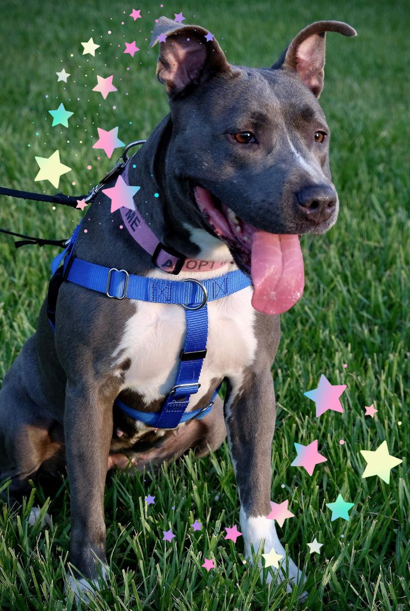 Sadie, an adoptable Mixed Breed in New Orleans, LA, 70119 | Photo Image 2