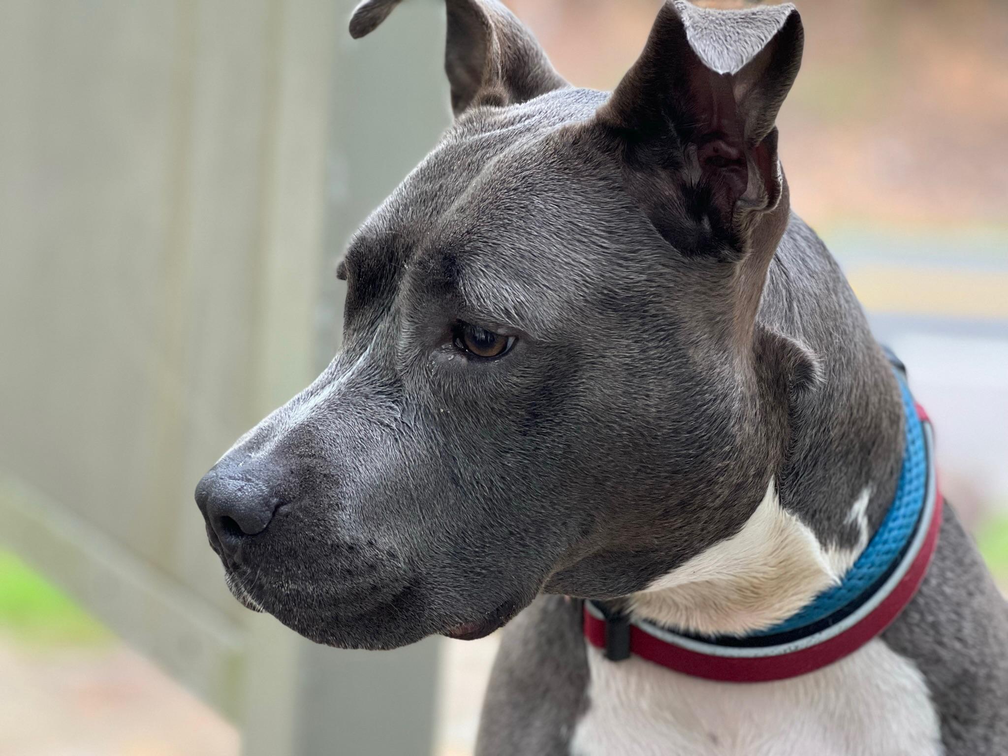 Sadie, an adoptable Mixed Breed in New Orleans, LA, 70119 | Photo Image 2