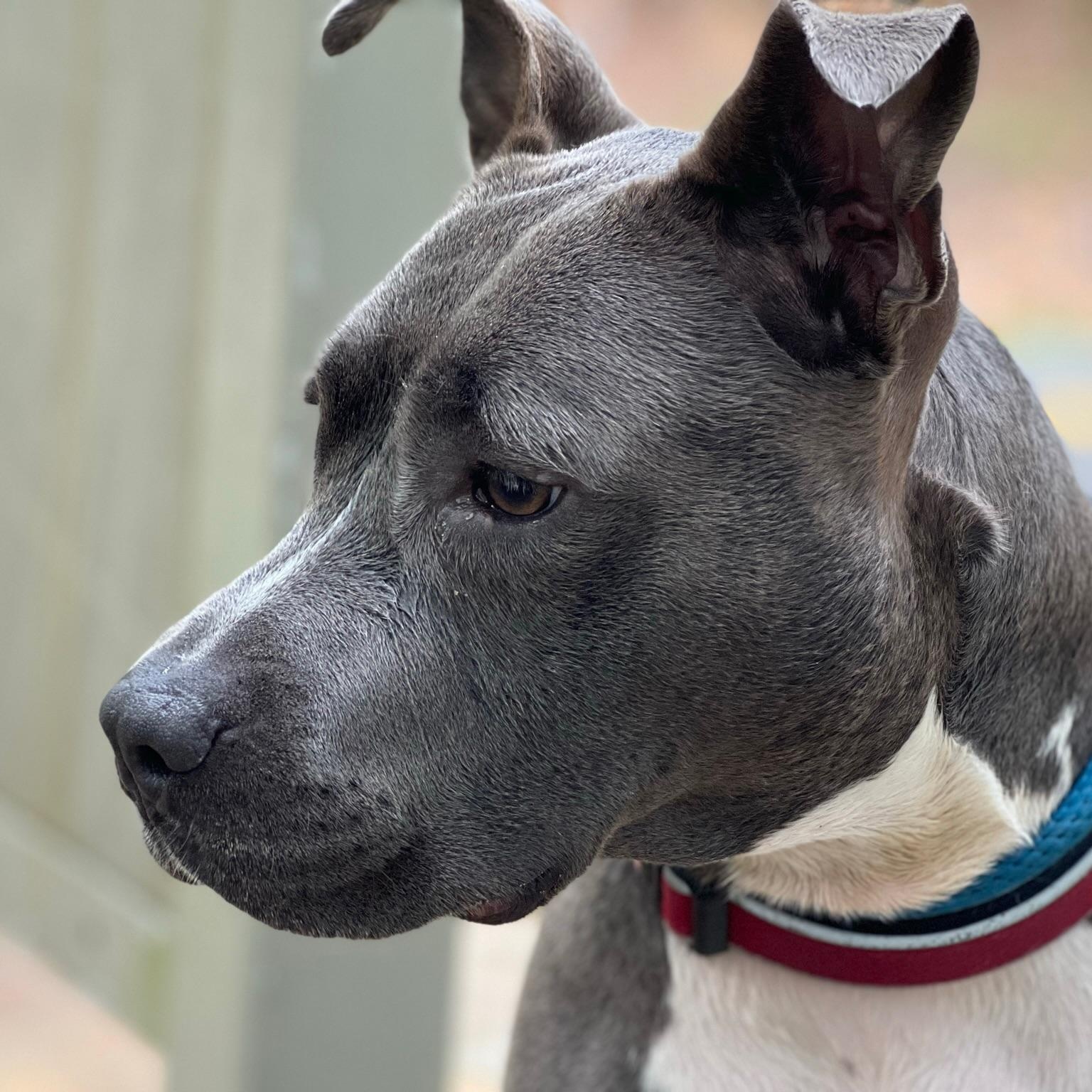 Sadie, a Adoptable mixed breed in New Orleans, LA image 2/3