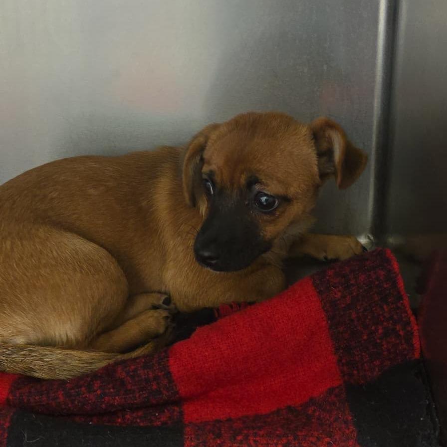 Leia, Adoptable, Puppy Female Chihuahua.