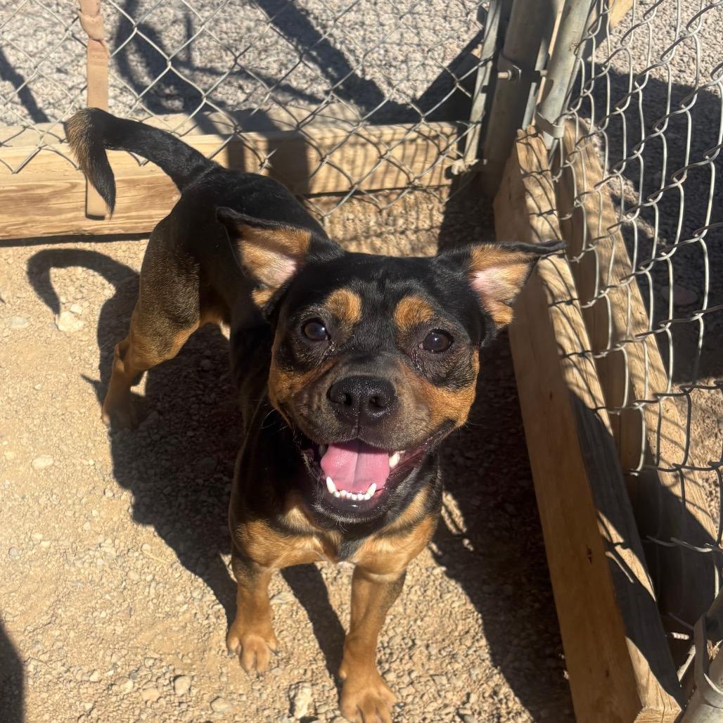 Jack Sparrow, Adoptable, Adult Male Pit Bull Terrier & Mixed Breed.