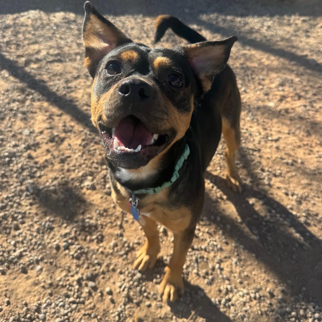 Enlarge Jack Sparrow, a Adoptable mixed breed in Las Vegas, NV image 2/6