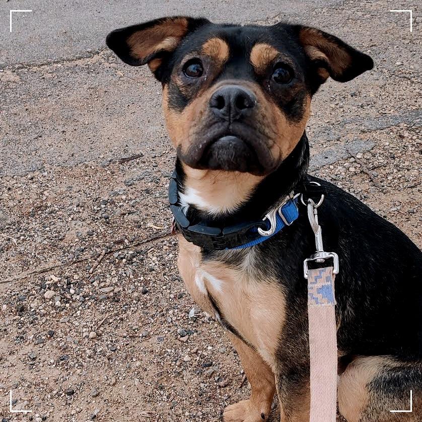 Enlarge Jack Sparrow, a Adoptable mixed breed in Las Vegas, NV image 3/6