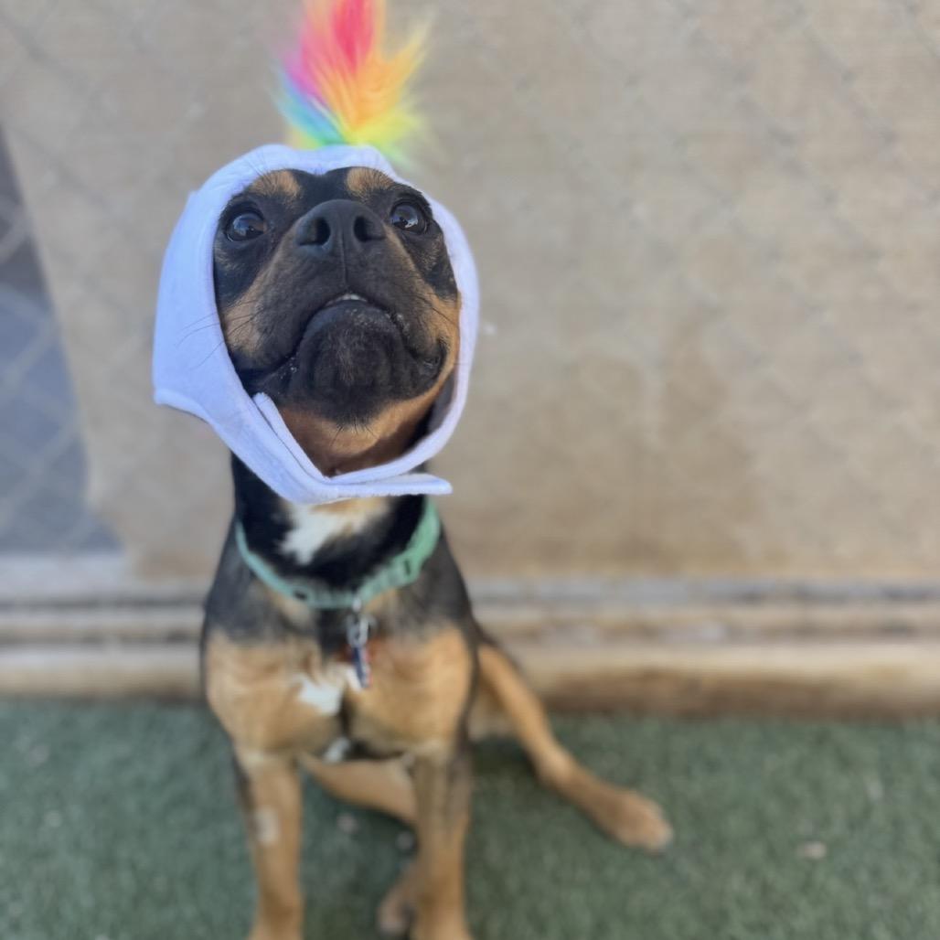 Enlarge Jack Sparrow, a Adoptable mixed breed in Las Vegas, NV image 3/6