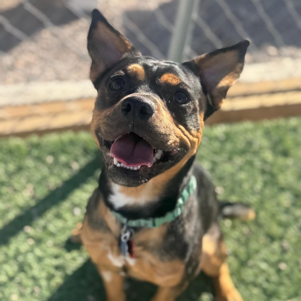 Enlarge Jack Sparrow, a Adoptable mixed breed in Las Vegas, NV image 4/6