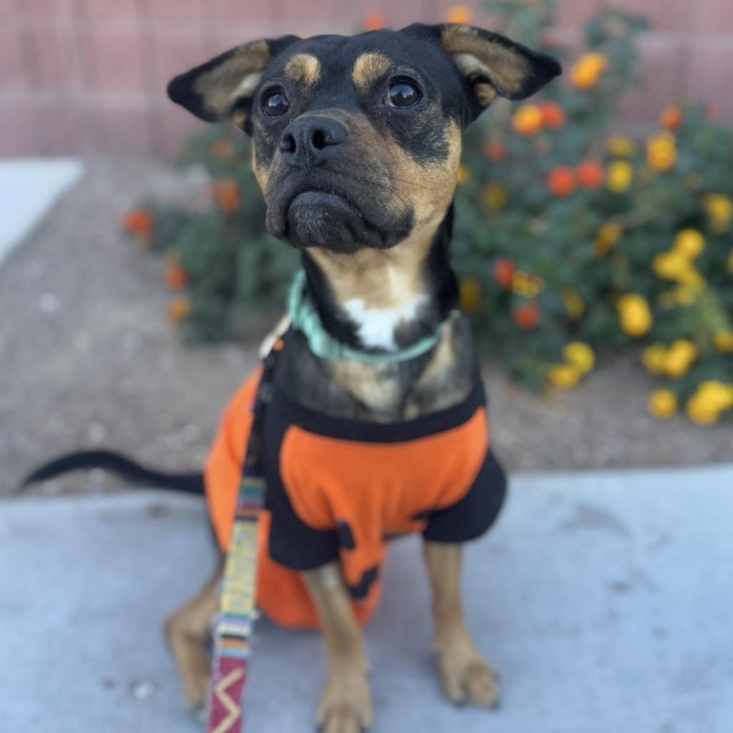 Enlarge Jack Sparrow, a Adoptable mixed breed in Las Vegas, NV image 5/6