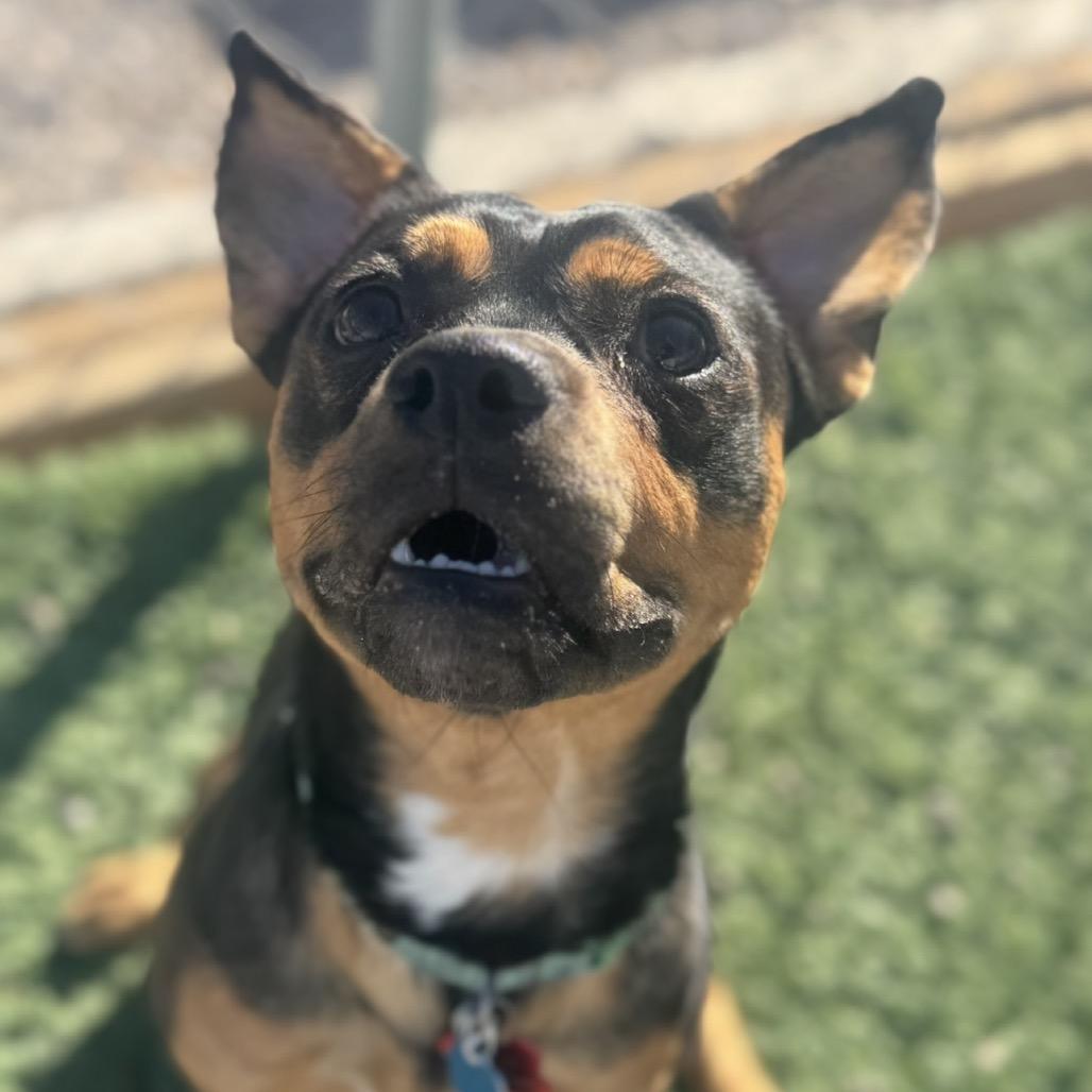 Enlarge Jack Sparrow, a Adoptable mixed breed in Las Vegas, NV image 6/6