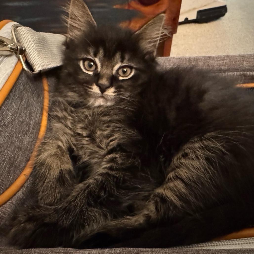 Pets for adoption from Homeward Bound Animal Welfare Center