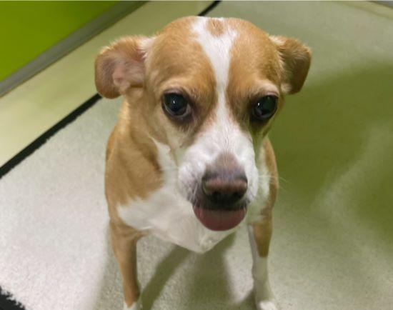 Enlarge Almanzo, a ADOPTABLE mixed breed in Florence, KY image 4/6