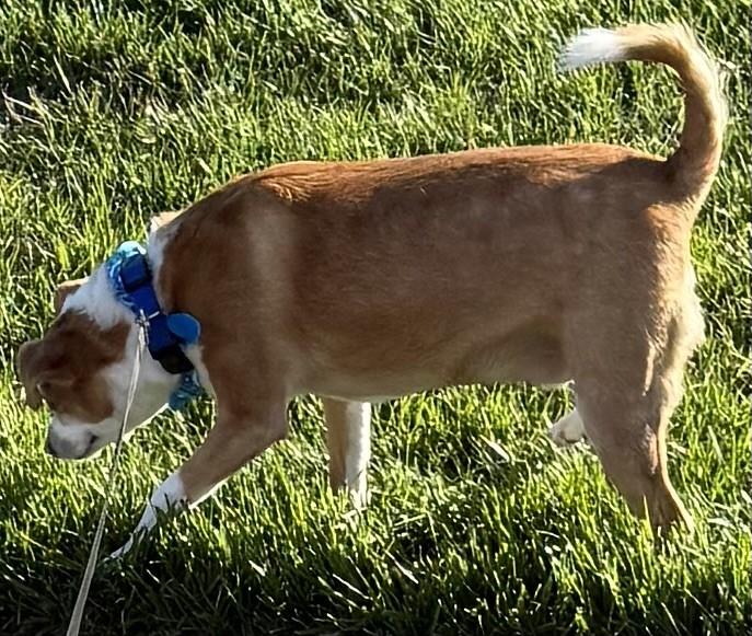 Enlarge Almanzo, a ADOPTABLE mixed breed in Florence, KY image 6/6