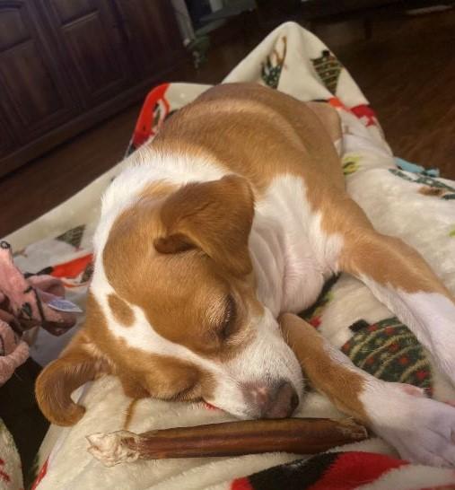 Enlarge Almanzo, a ADOPTABLE mixed breed in Florence, KY image 3/6