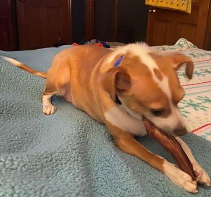 Enlarge Almanzo, a ADOPTABLE mixed breed in Florence, KY image 2/6