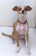 Enlarge Almanzo, a ADOPTABLE mixed breed in Florence, KY image 1/6