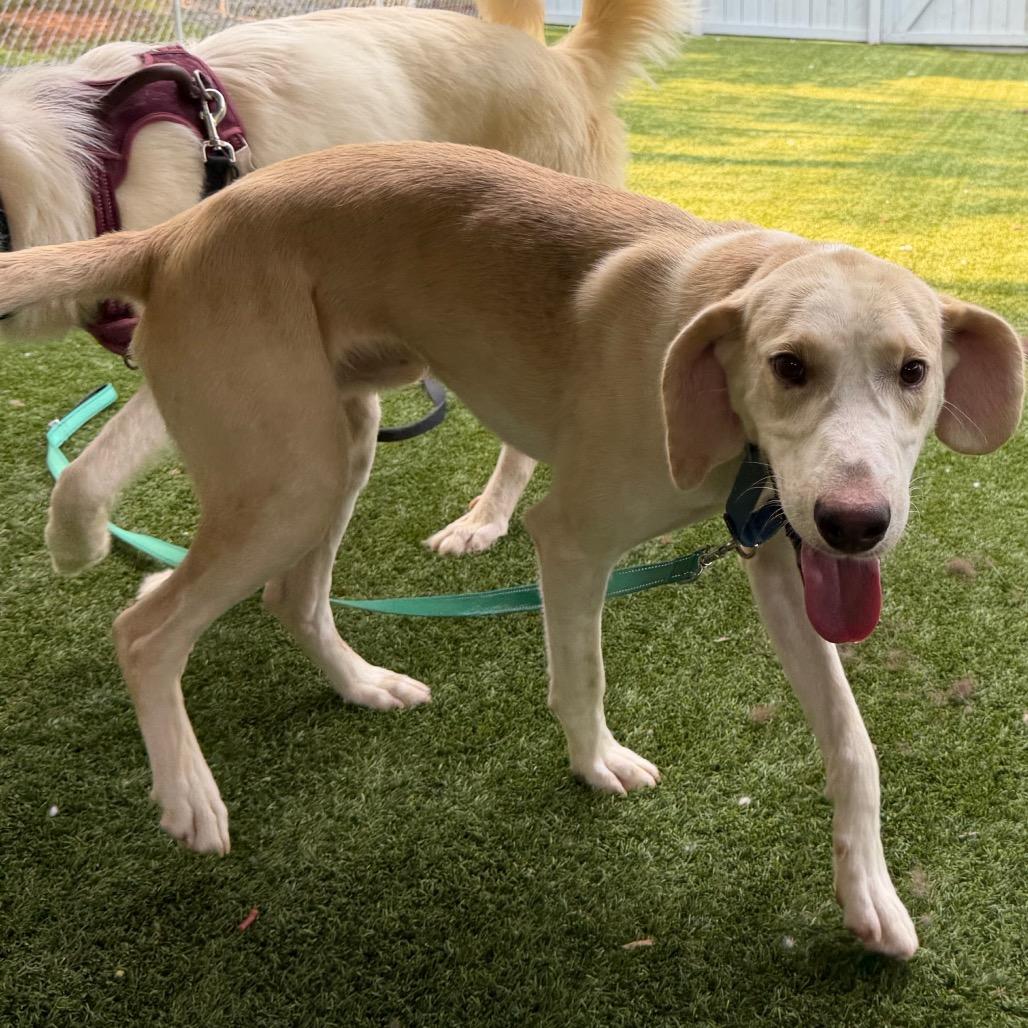 Grapefruit, Adoptable, Adult Male Hound.