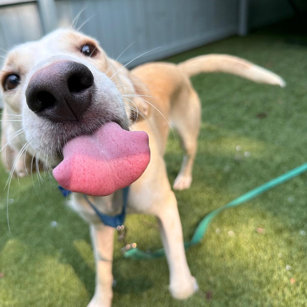 Grapefruit, a Adoptable Hound in Troy, VA image 2/4