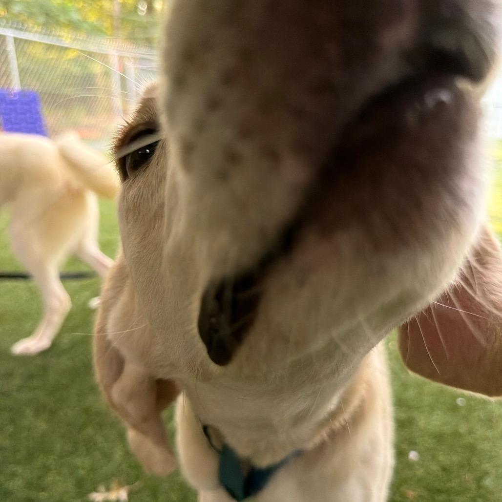 Grapefruit, a Adoptable Hound in Troy, VA image 3/4