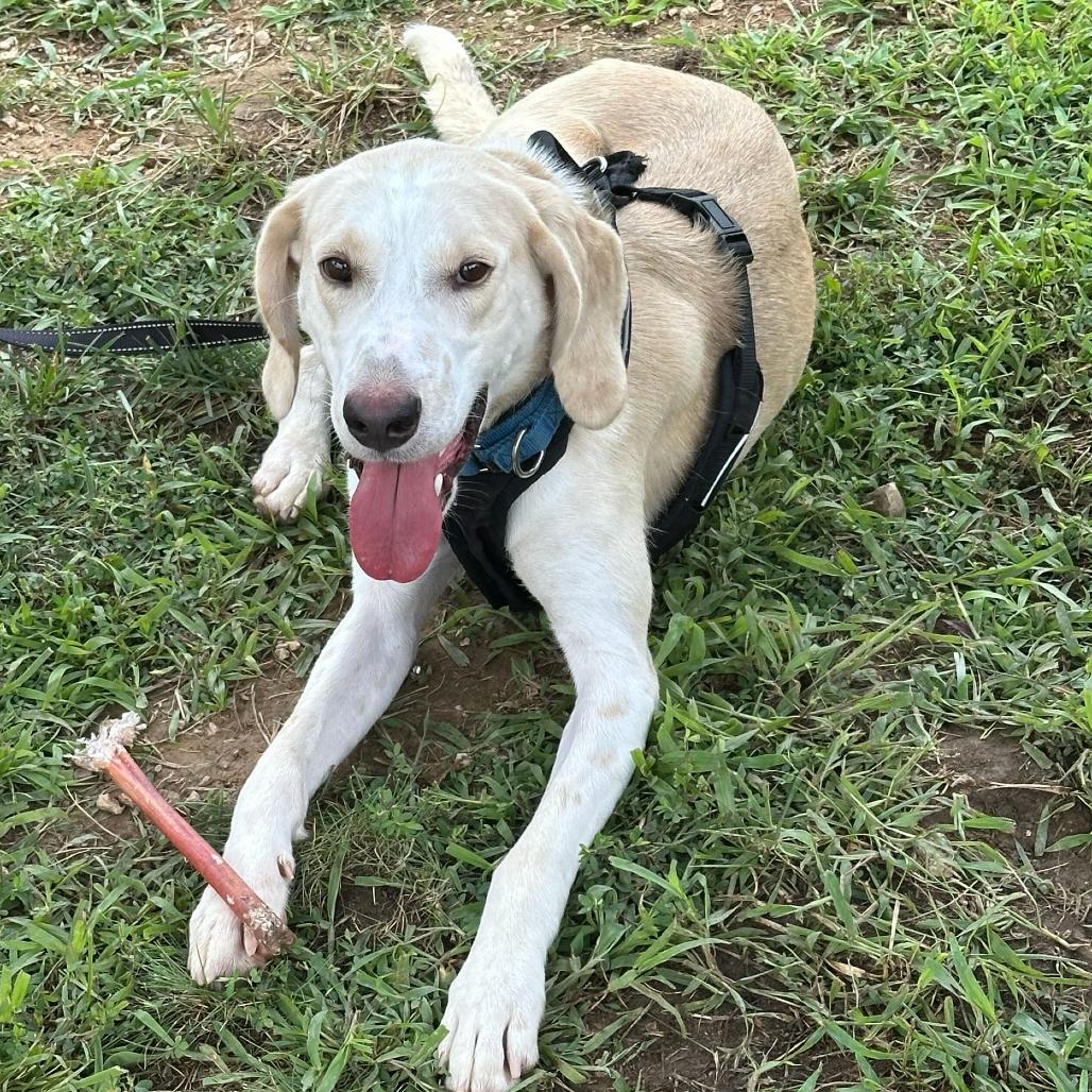 Grapefruit, a Adoptable Hound in Troy, VA image 4/4