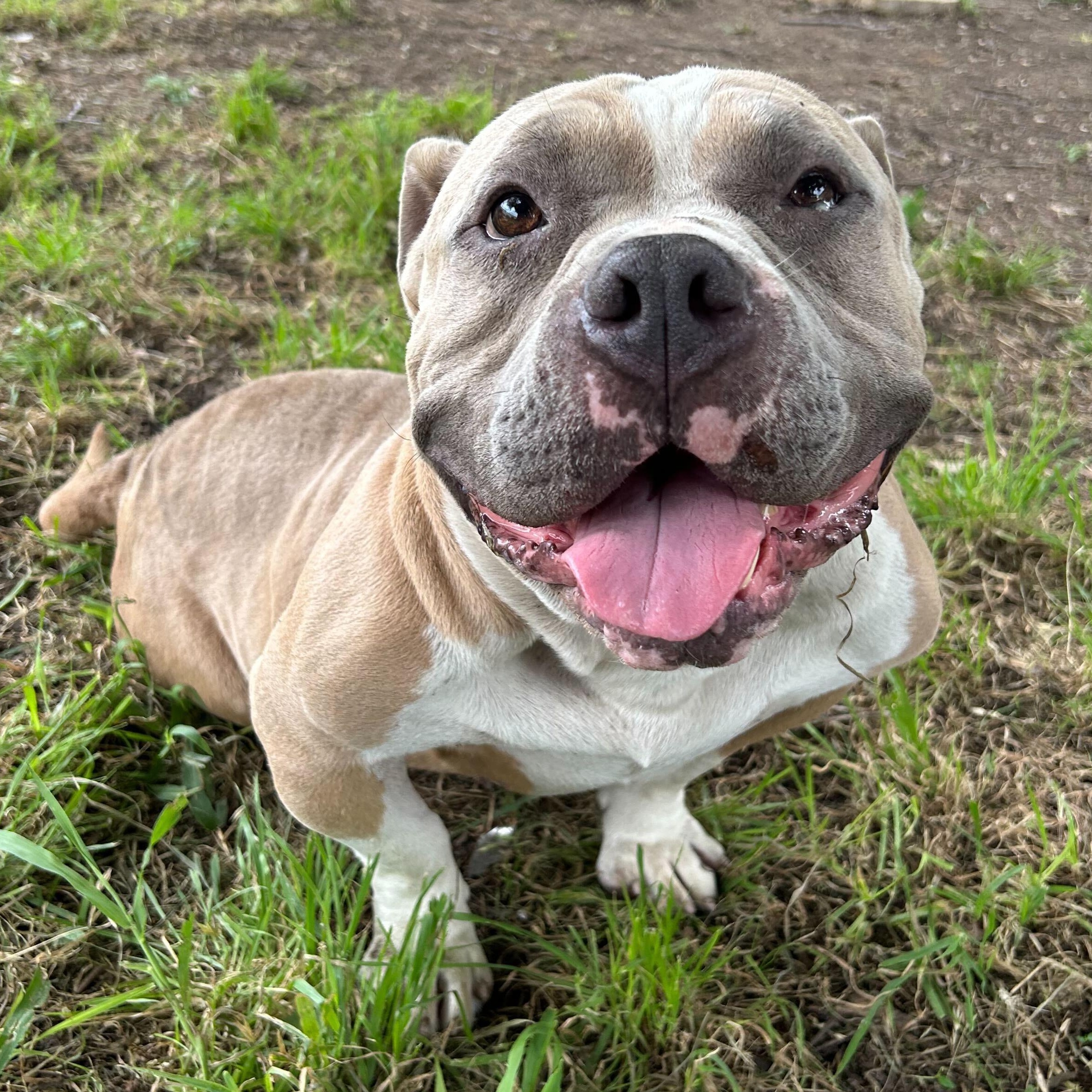 Doink (AKA Myles), Adoptable, Adult Male Staffordshire Bull Terrier.