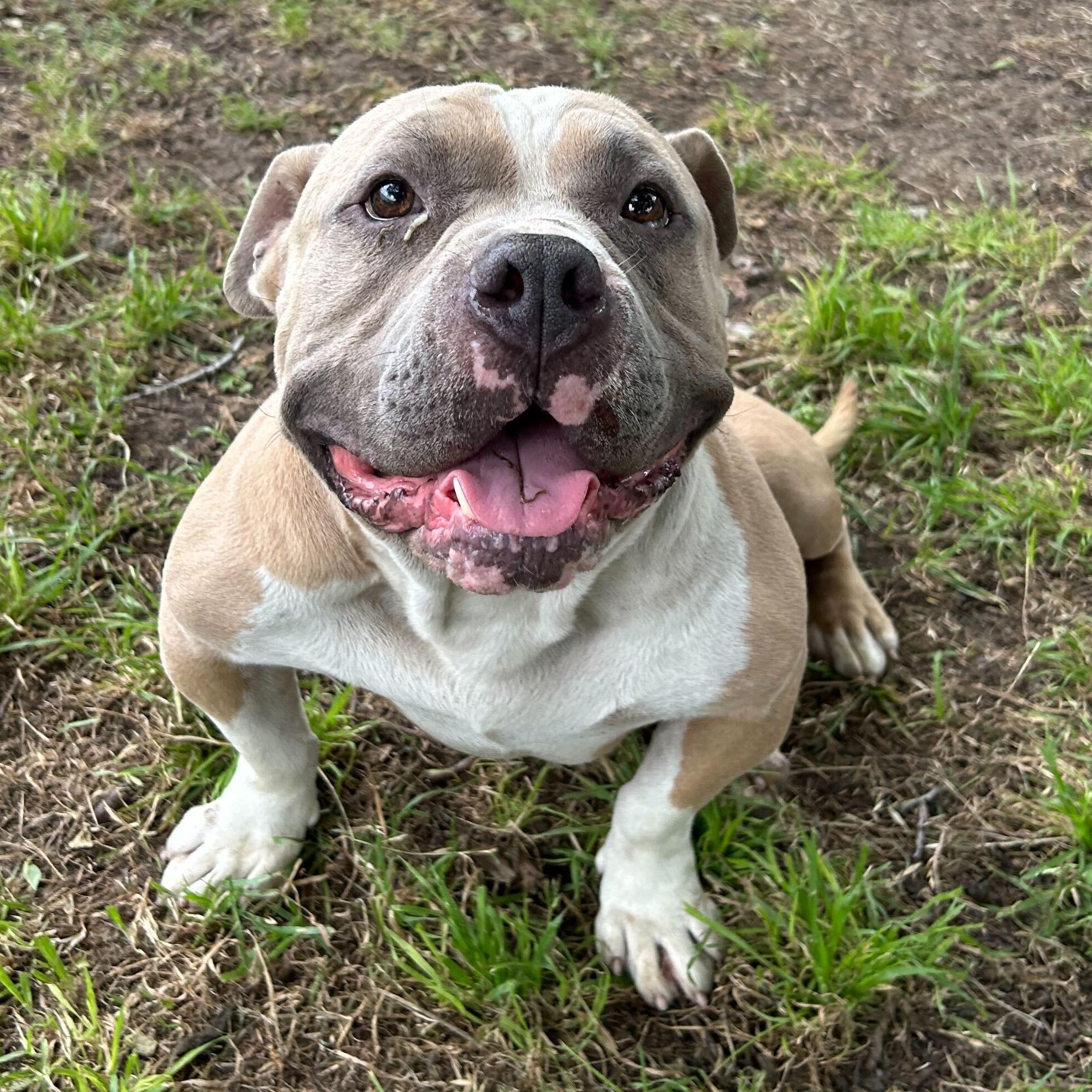 Doink (AKA Myles), a Adoptable mixed breed in Waterbury, VT image 2/2