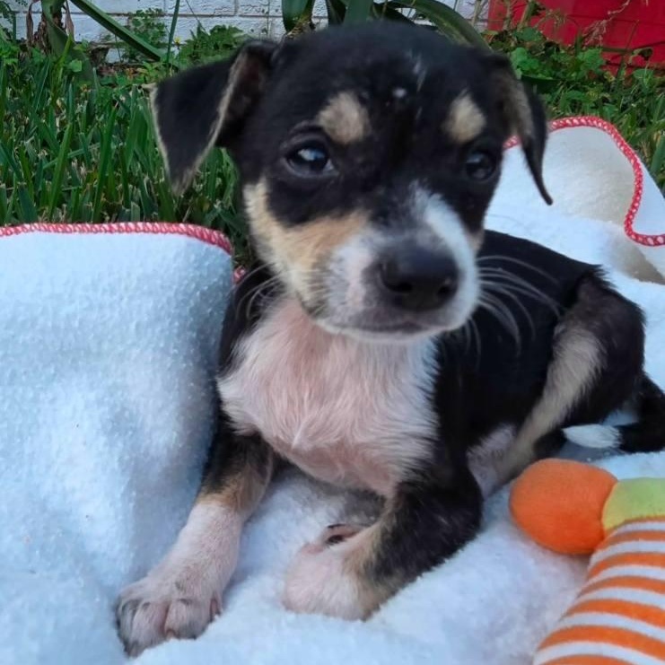 Enlarge Tamagotchi *Snuggly Chi-Mix 6 pounds*, a ADOPTABLE mixed breed in Riverview, FL image 4/6