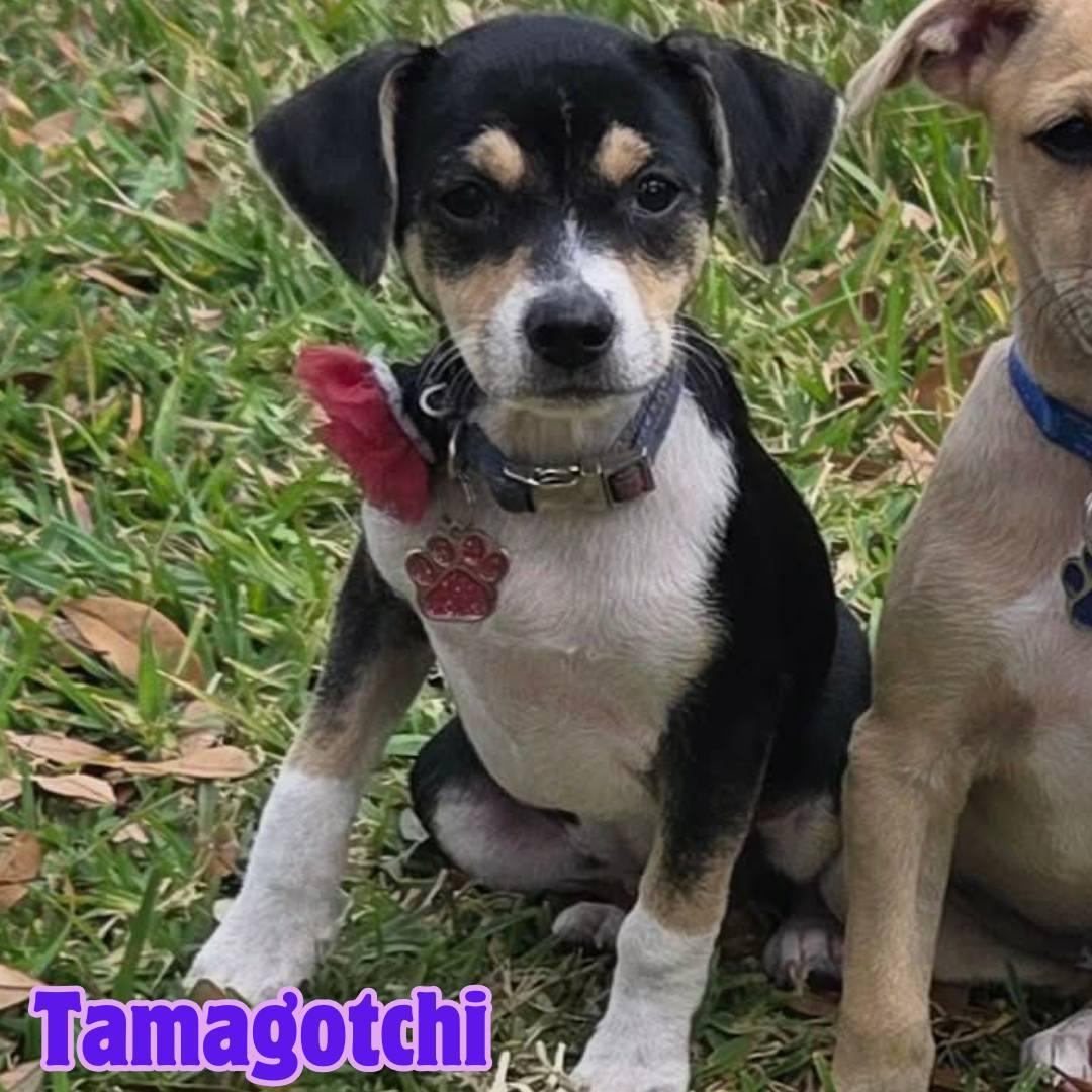 Tamagotchi *Snuggly Chi-Mix 6 pounds*, ADOPTABLE, Puppy Female Chihuahua.