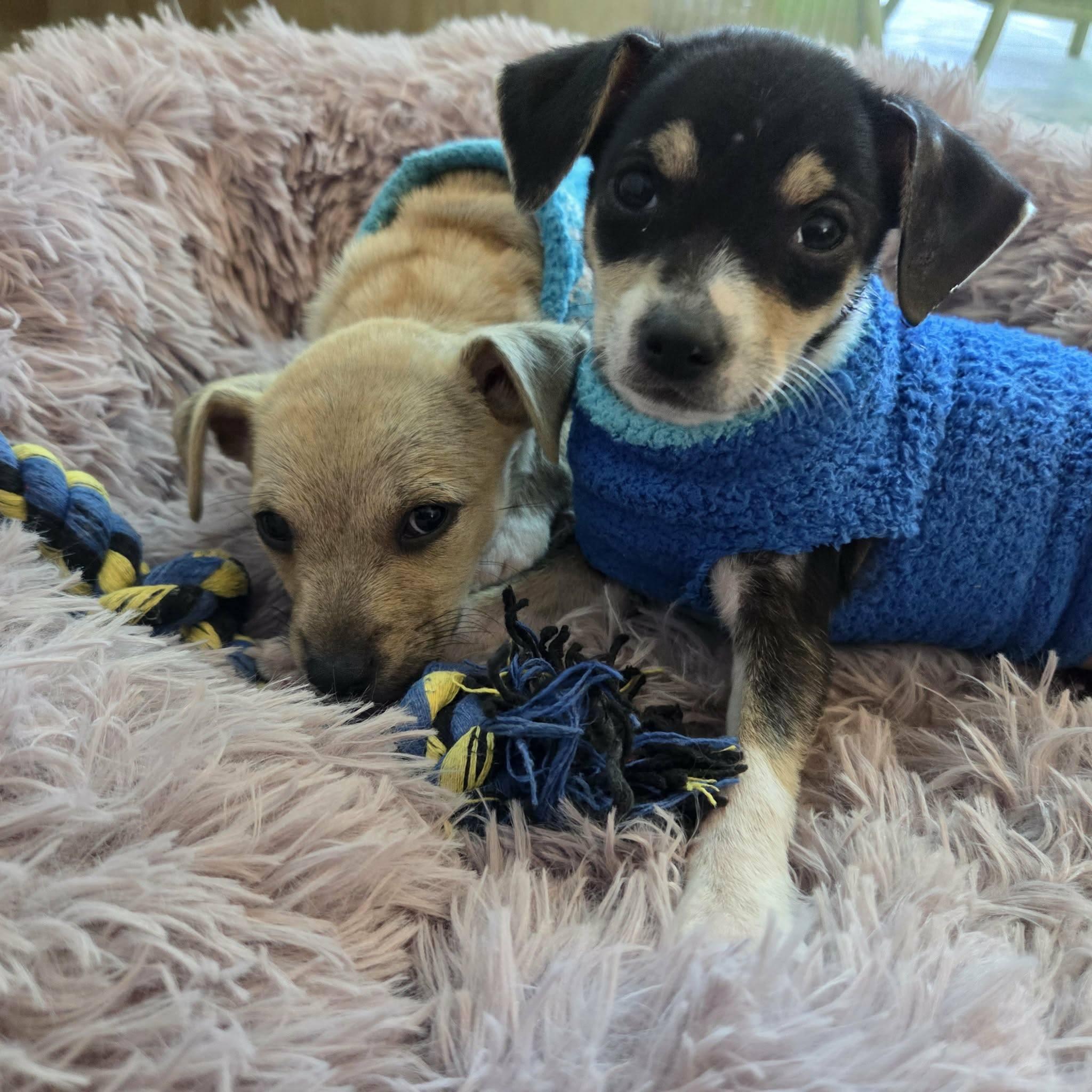 Enlarge Tamagotchi *Snuggly Chi-Mix 6 pounds*, a ADOPTABLE mixed breed in Riverview, FL image 3/6