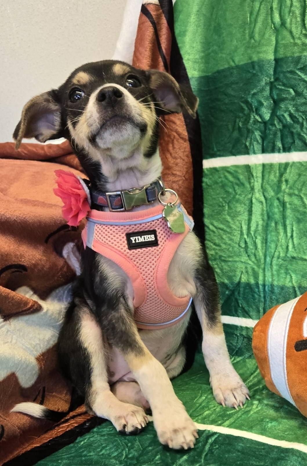 Enlarge Tamagotchi *Snuggly Chi-Mix 6 pounds*, a ADOPTABLE mixed breed in Riverview, FL image 6/6