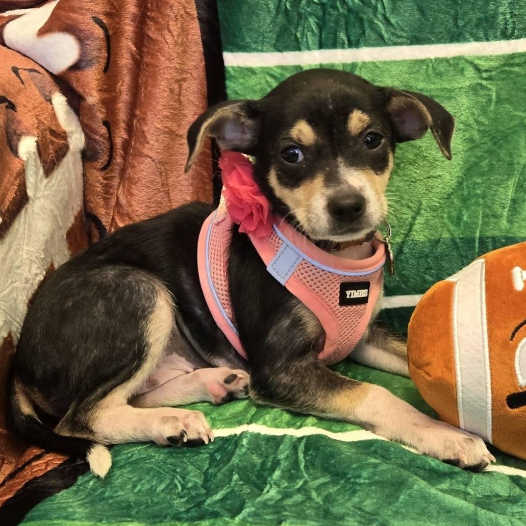 Enlarge Tamagotchi *Snuggly Chi-Mix 6 pounds*, a ADOPTABLE mixed breed in Riverview, FL image 5/6